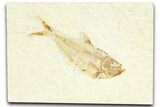 Detailed Fossil Fish (Diplomystus) - Wyoming #367564-1